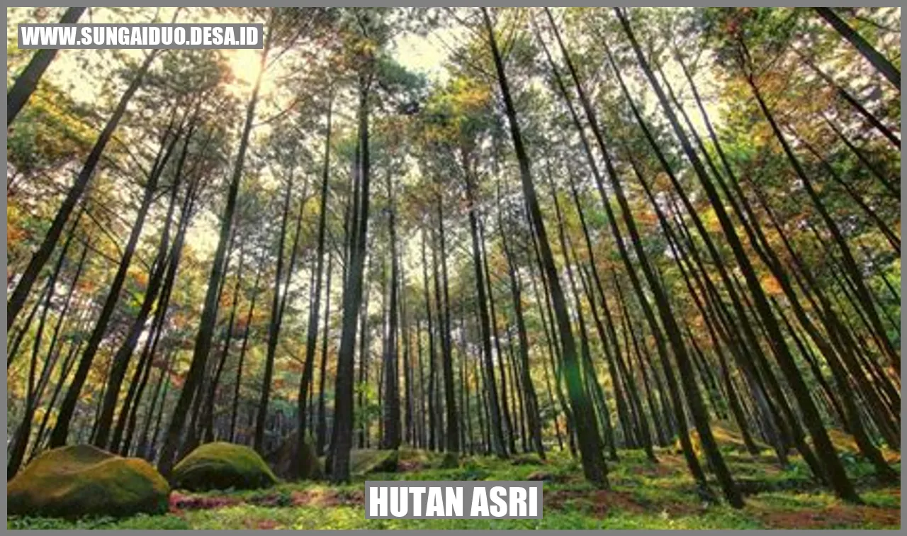 Hutan Asri