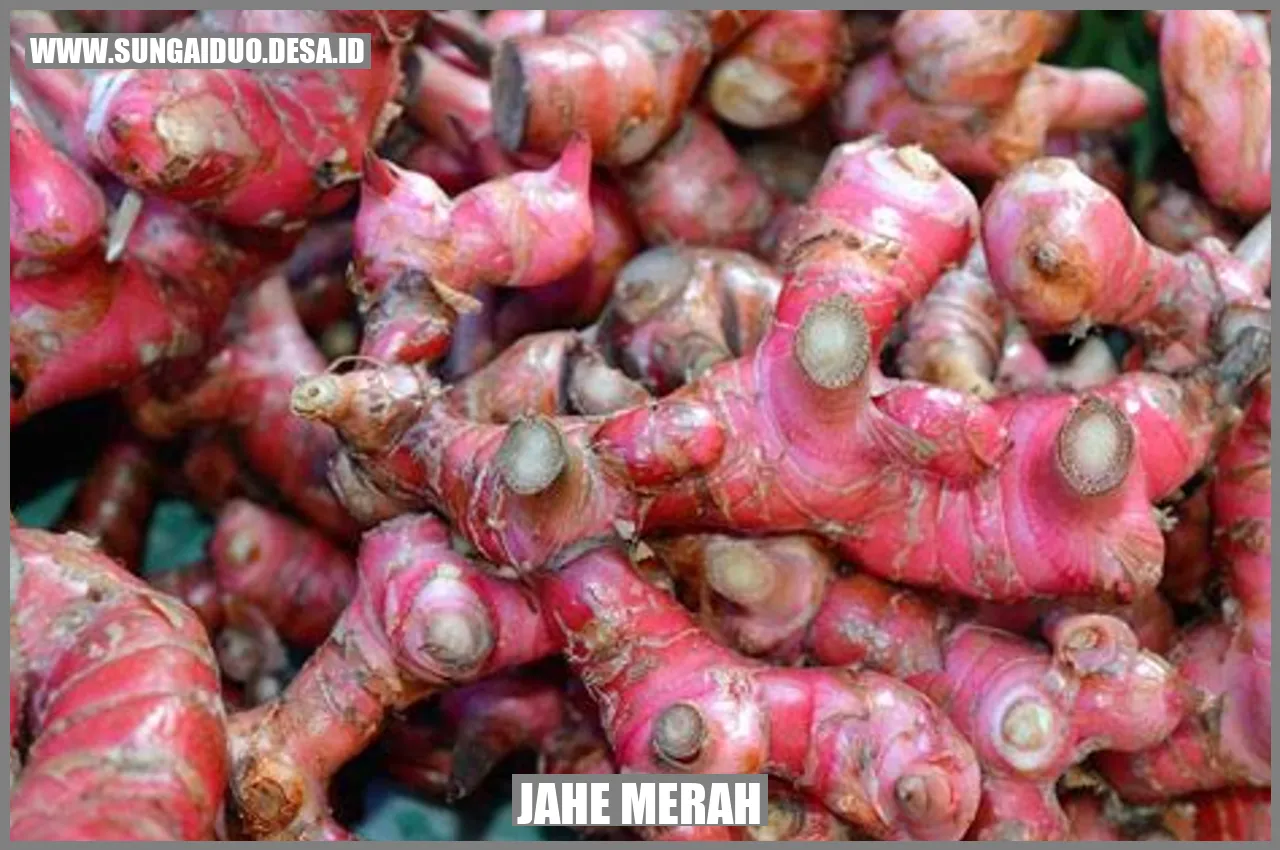 Jahe Merah