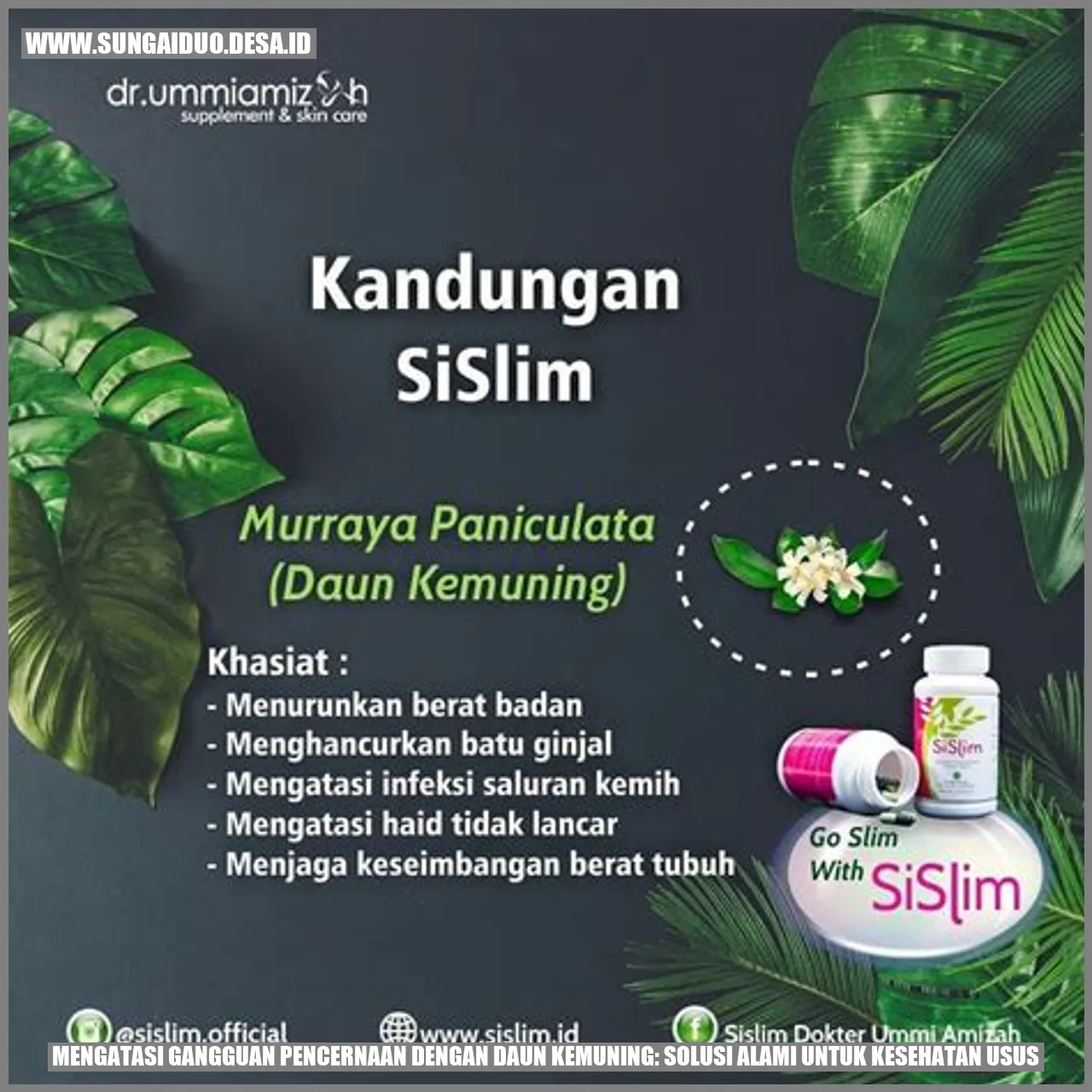 mengatasi-gangguan-pencernaan-dengan-daun-kemuning-solusi-alami-untuk-kesehatan-usus.webp