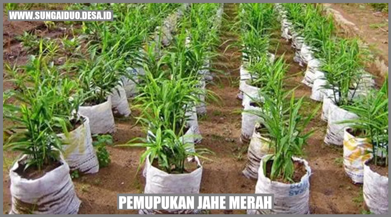 Pemupukan Jahe Merah