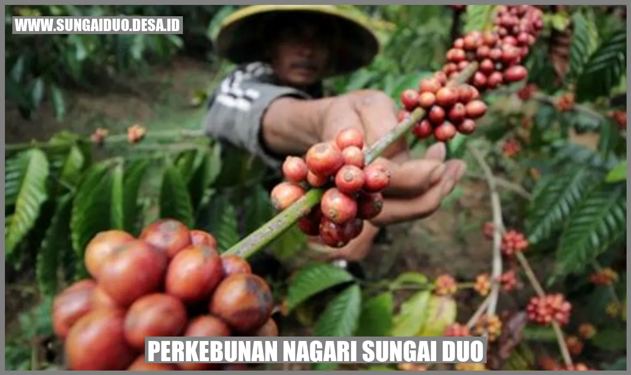 Perkebunan Nagari Sungai Duo