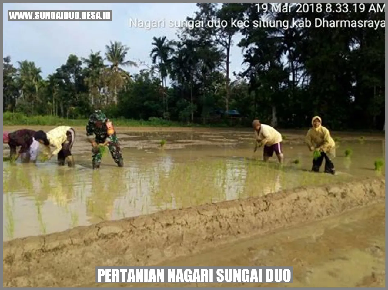 Pertanian Nagari Sungai Duo